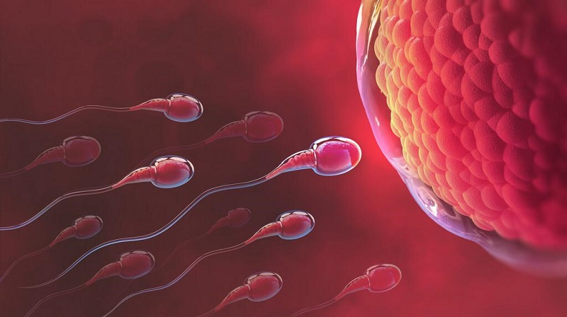 Xuất tinh sớm thì tinh trùng có yếu không là thắc mắc của rất nhiều nam giới bị xuất tinh sớm