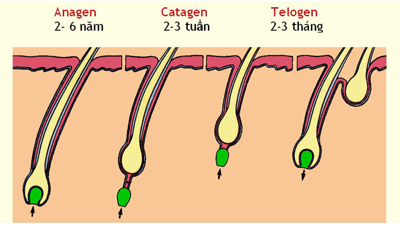 Các giai đoạn phát triển của sợi tóc
