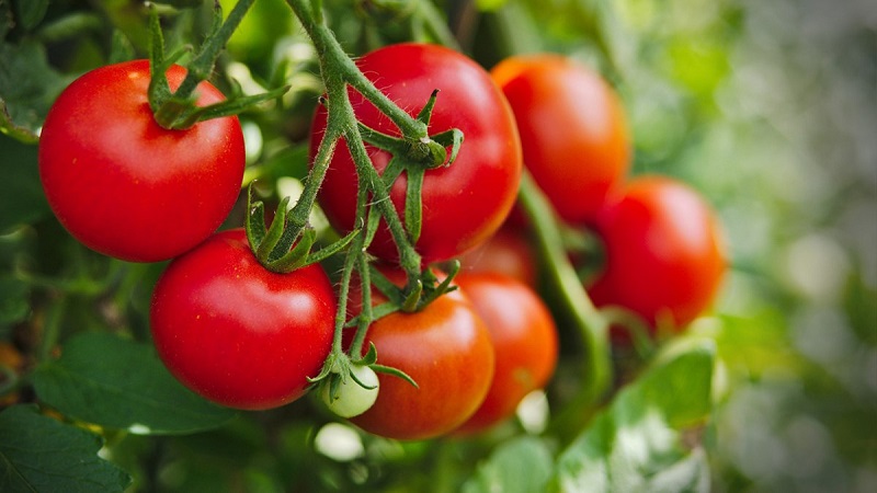 Bệnh khô khớp gối nên ăn gì? Cà chua