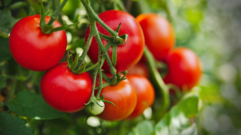 Cách trị tàn nhang bằng cà chua không chỉ đơn giản mà còn rất hiệu quả