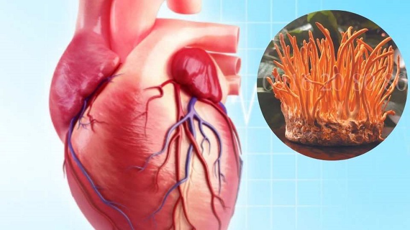 Người mắc bệnh tim nên dùng đông trùng hạ thảo thường xuyên để cải thiện bệnh