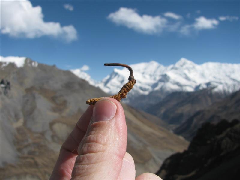 Đông trùng hạ thảo Nepal sinh trưởng ở thung lũng Dopal của đất nước Nepal