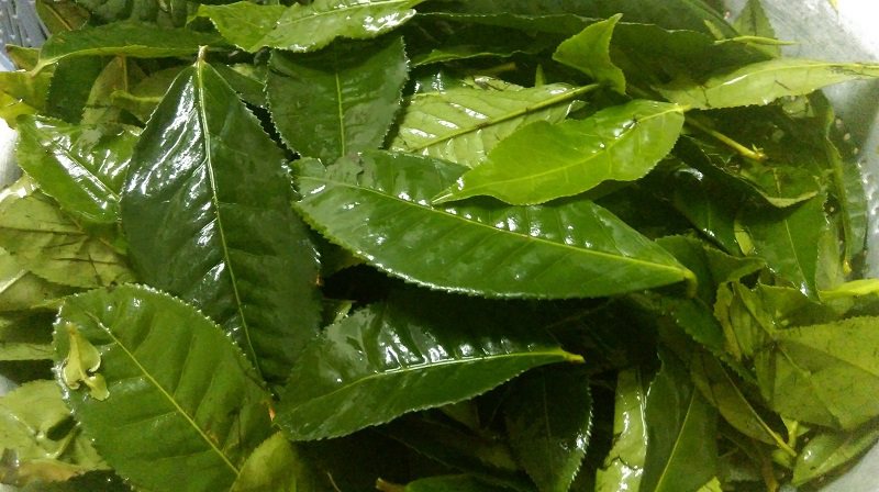 Cách chữa dị ứng thời tiết nổi mề đay bằng lá trà xanh