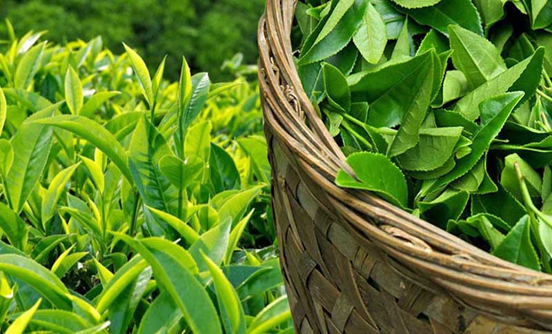 Nước lá trà xanh có khả năng loại bỏ các triệu chứng dị ứng