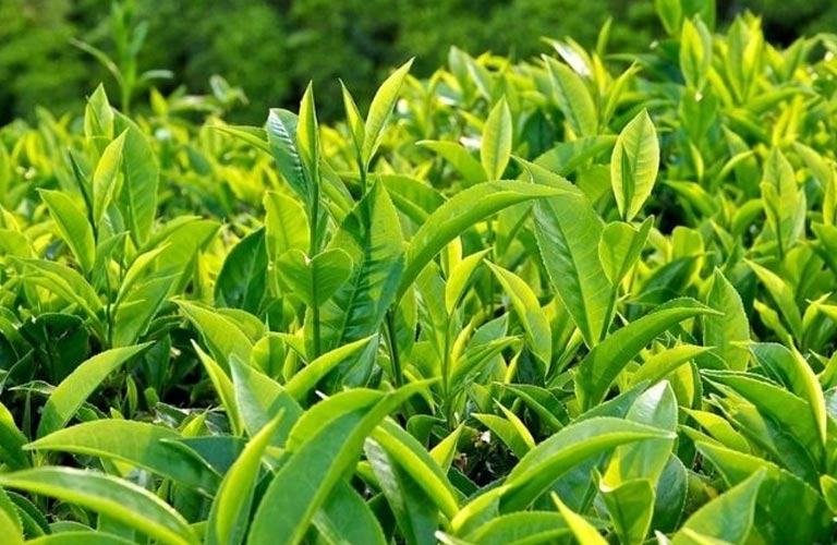 Tắm nước lá trà xanh cải thiện triệu chứng ngứa ngáy sưng viêm